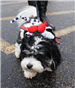 Dog in Costume