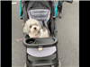 Dog in Stroller