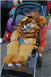 Young Child in Lion Costume