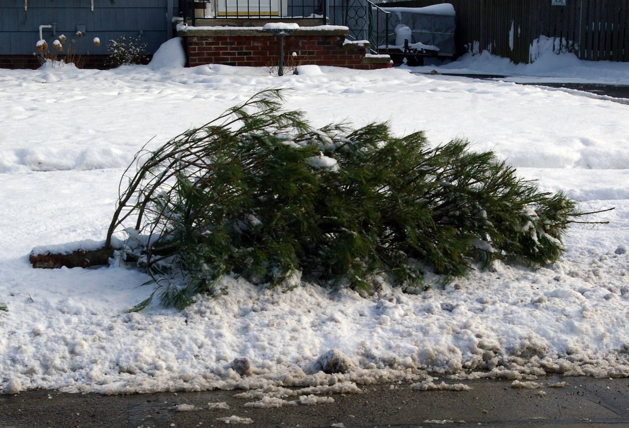 discarded Christmas tree