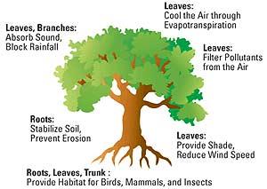 benefits-of-tree-image
