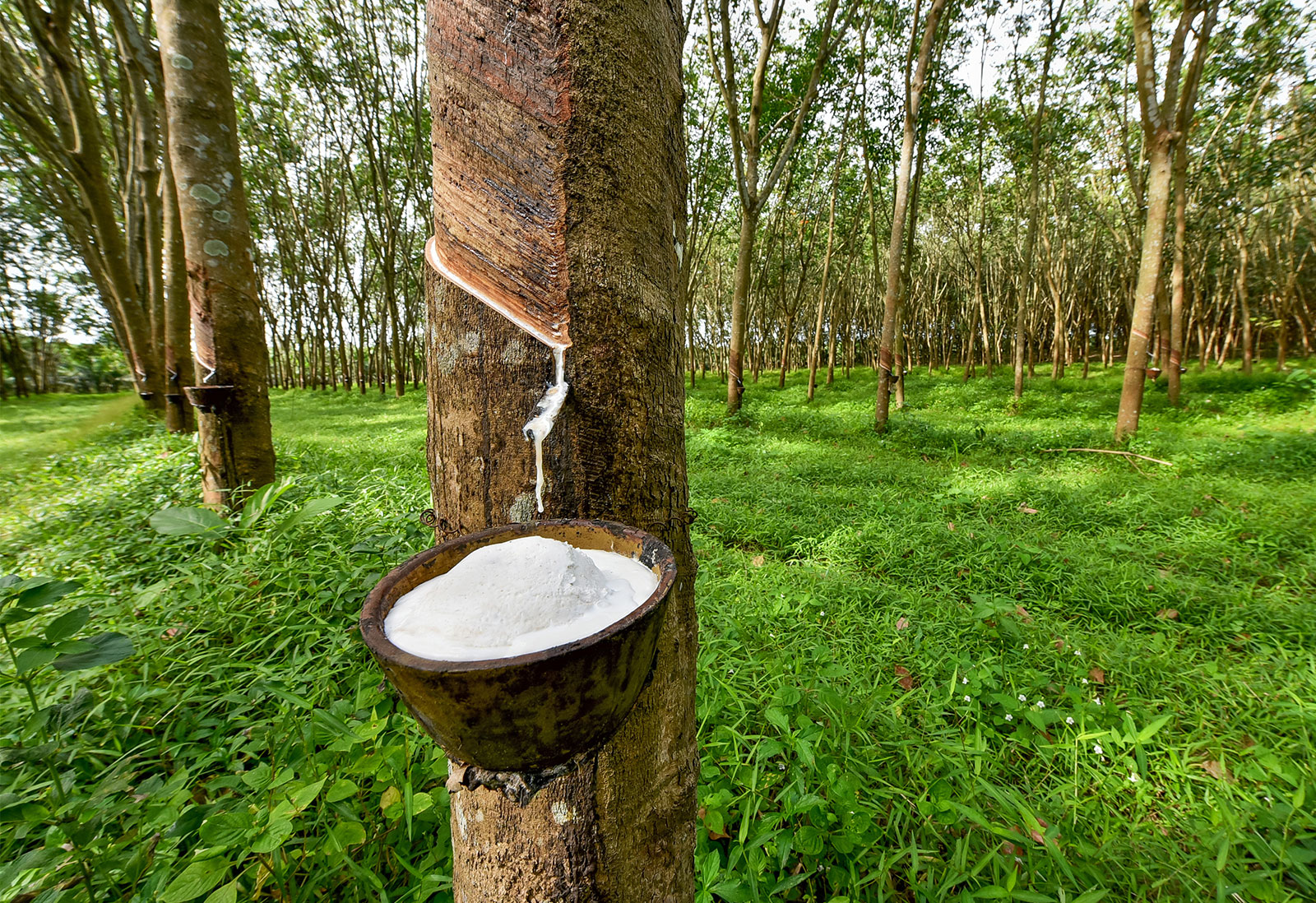 Rubber trees