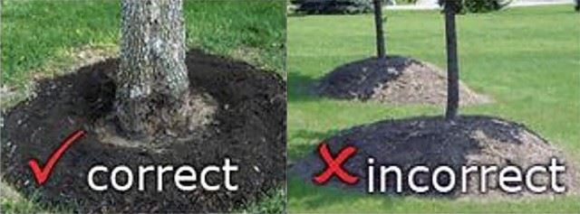 mulching