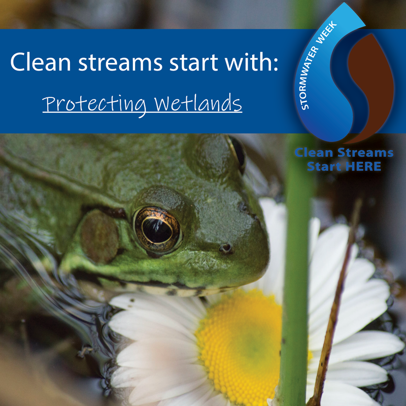 clean-streams-start-with-wetlands_orig