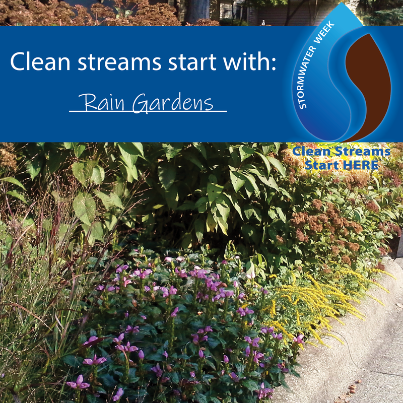 clean-streams-start-with-rain-gardens_orig