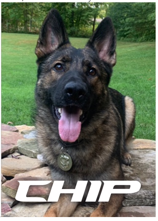 K-9 CHIP