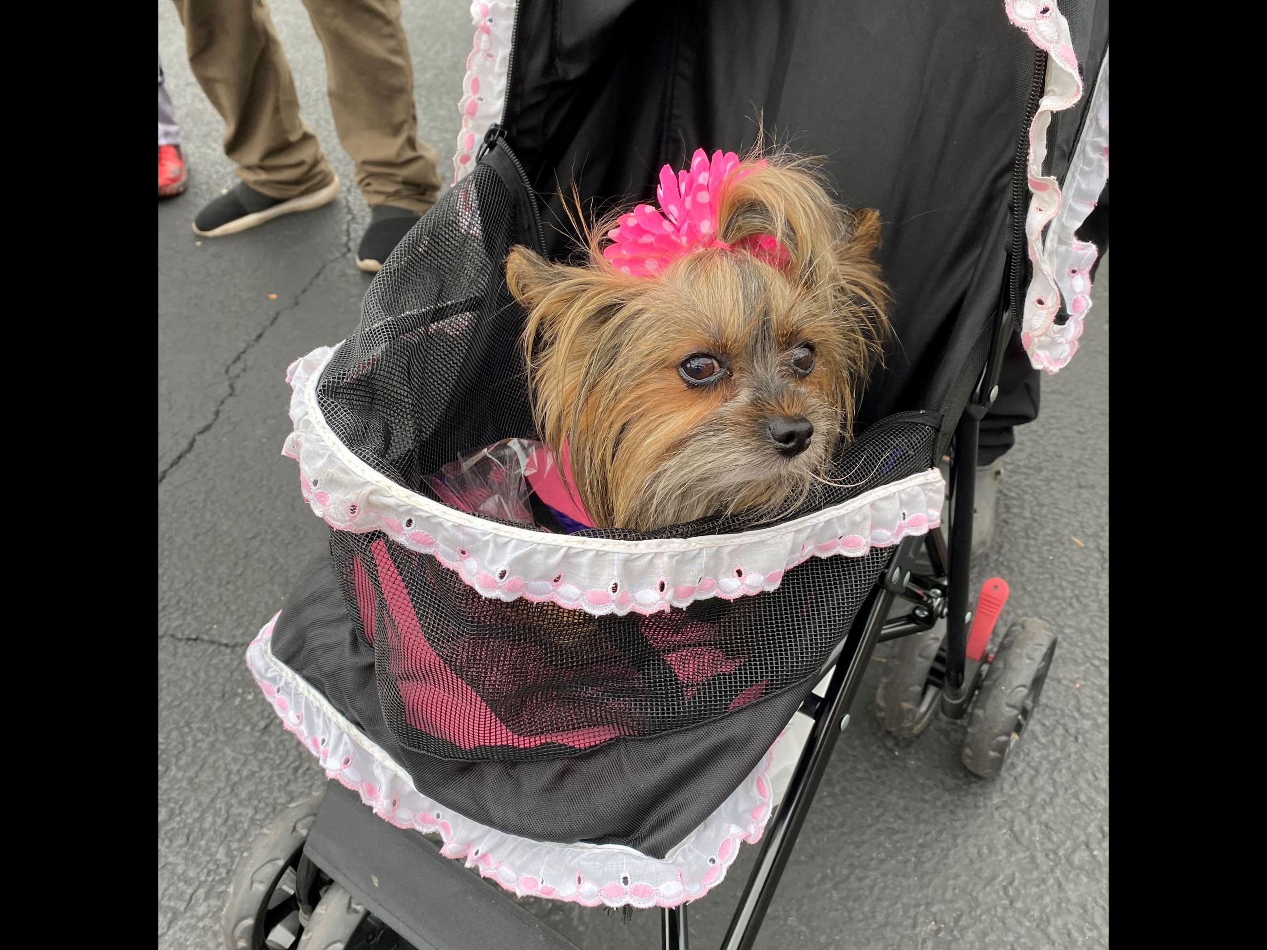 Little dog in costume