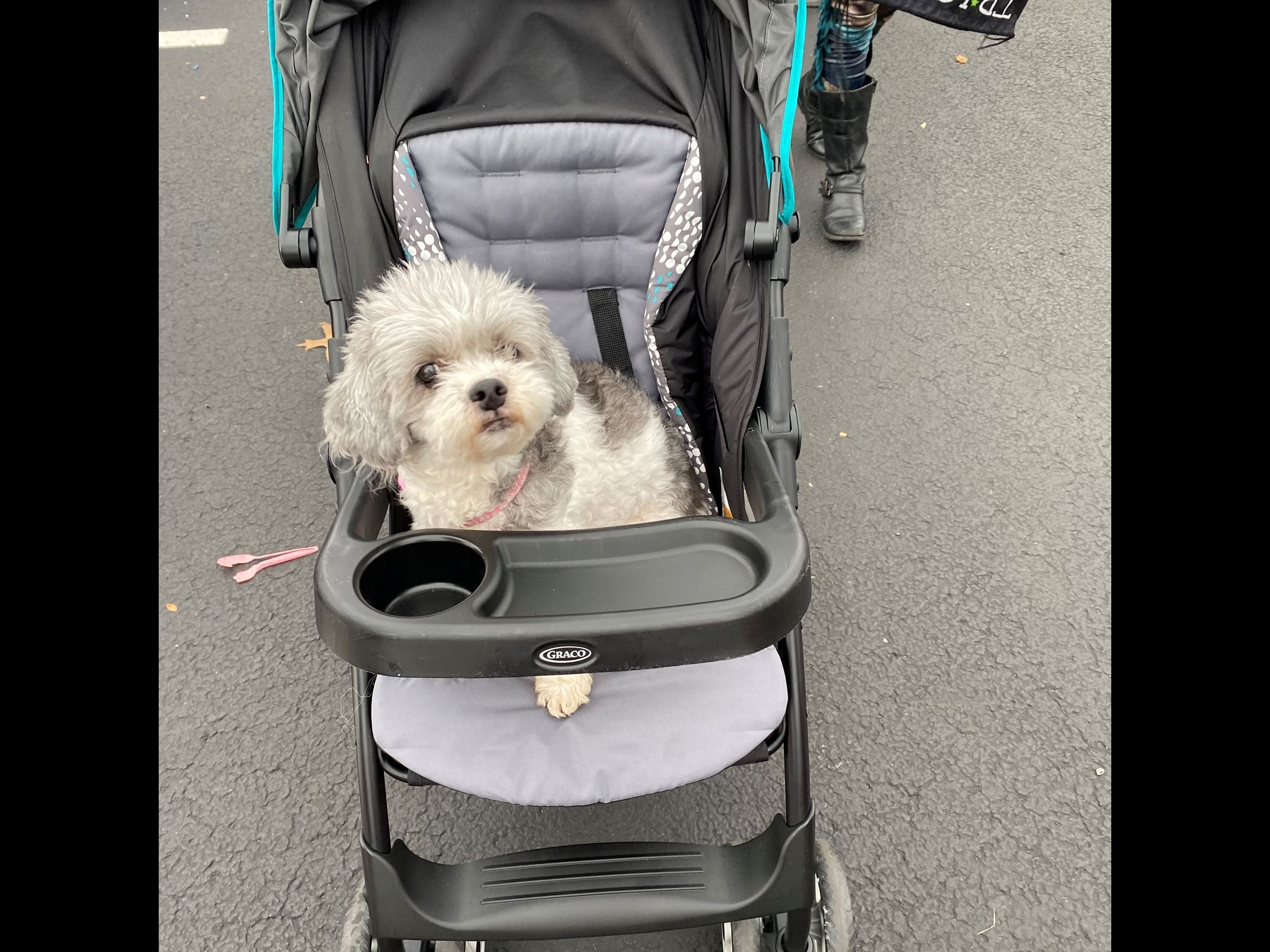 Dog in Stroller