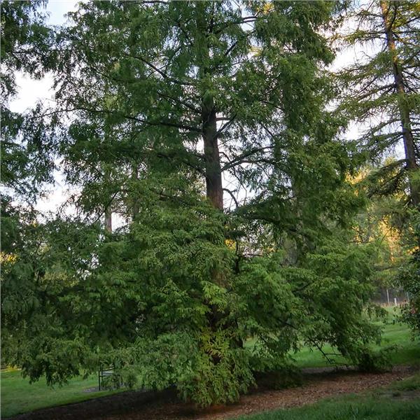 Dawn Redwood
