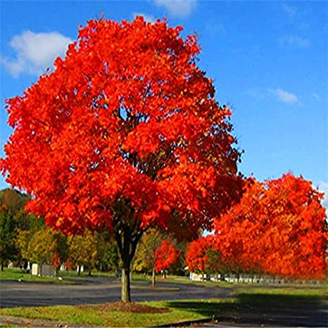 Red Oak tree