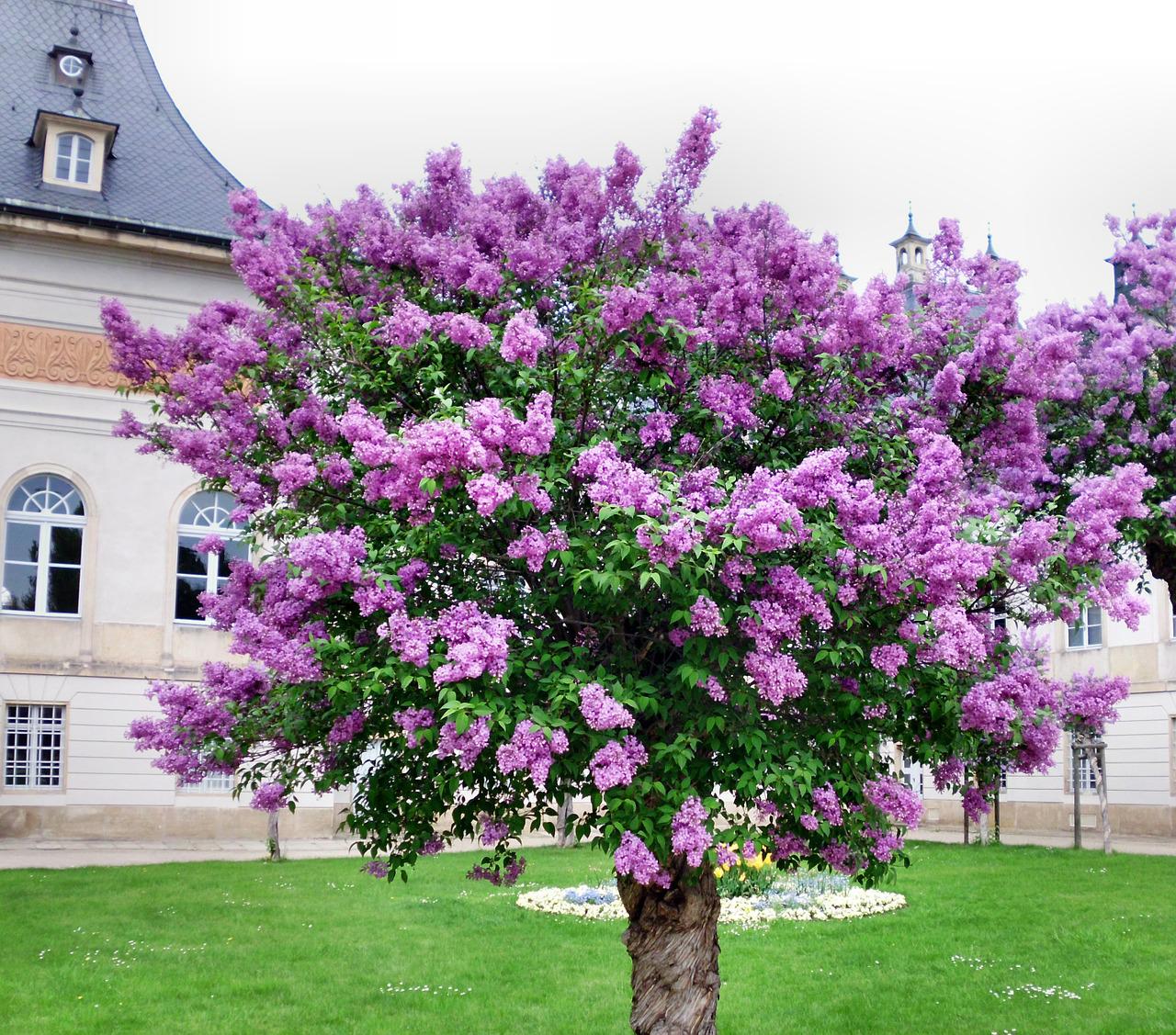lilac tree