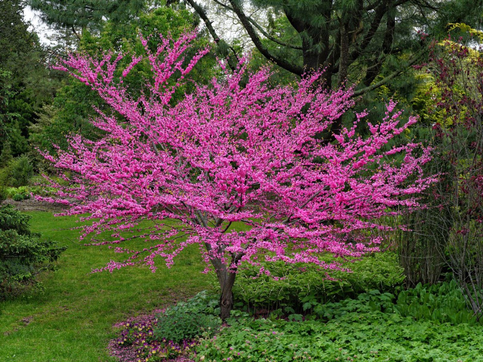 redbud-1